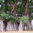 Banyan tree - Hawaii